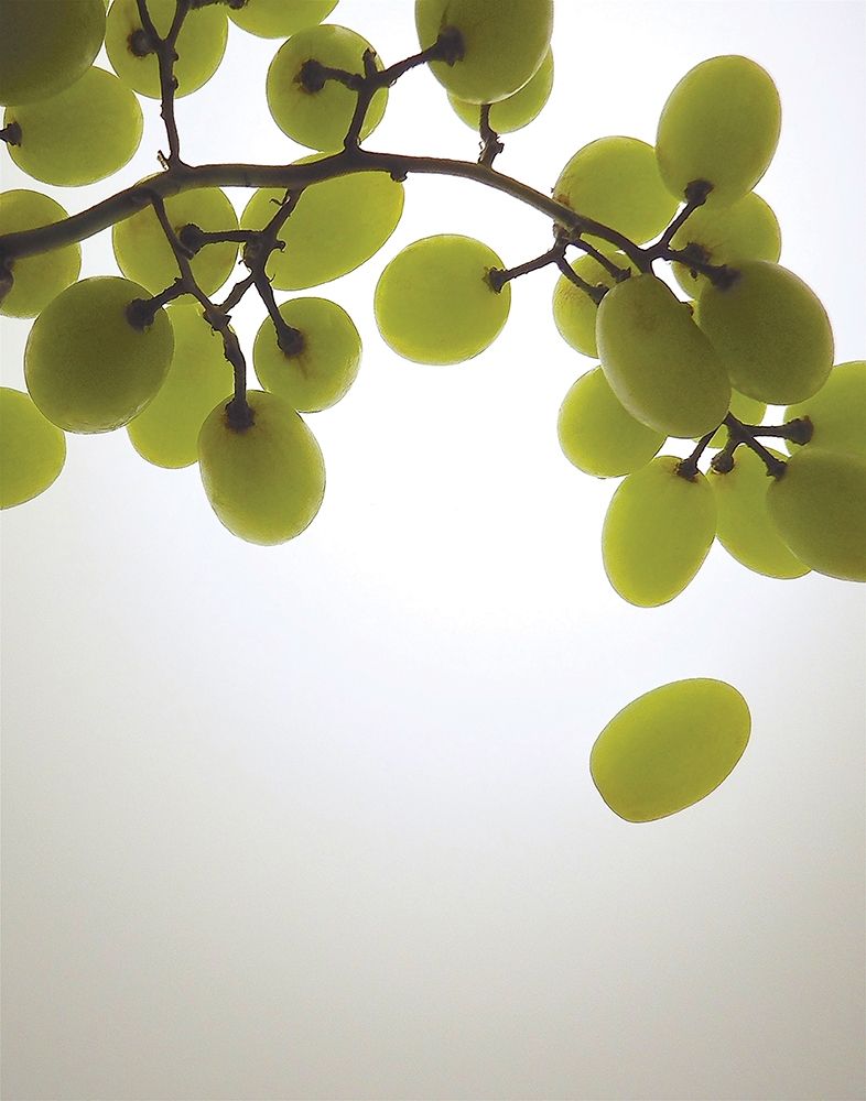 Grape Bunch I art print by Monika Burkhart for $57.95 CAD