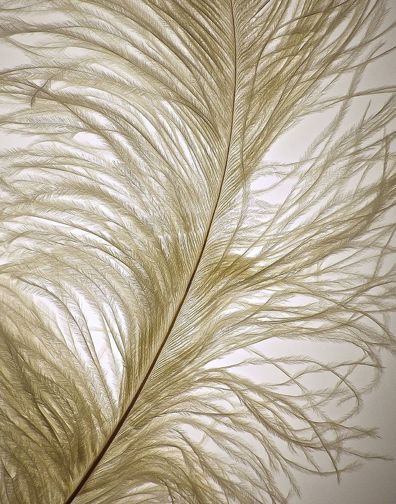 Feather Close-Up I art print by Monika Burkhart for $57.95 CAD