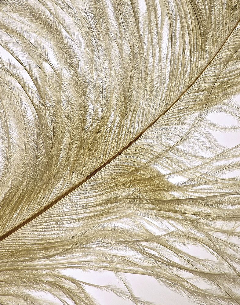 Feather Close-Up II art print by Monika Burkhart for $57.95 CAD