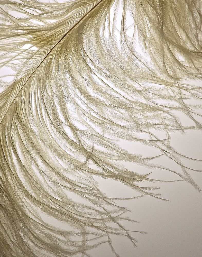 Feather Close-Up III art print by Monika Burkhart for $57.95 CAD