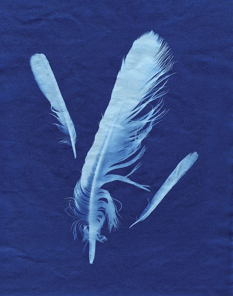 Indigo Feather II art print by Monika Burkhart for $57.95 CAD