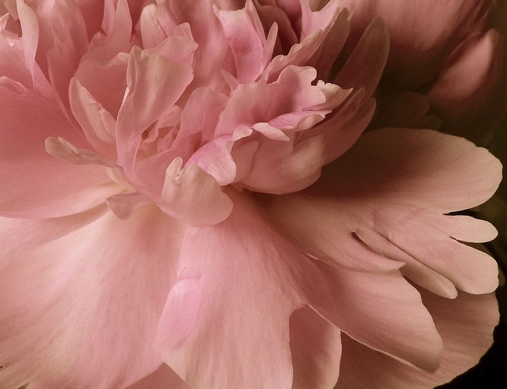 Soft Peonies I art print by Monika Burkhart for $57.95 CAD