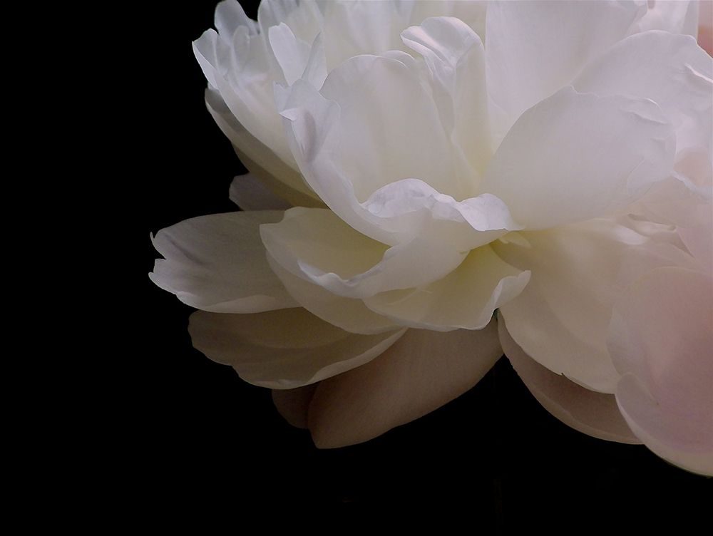White Peony I art print by Monika Burkhart for $57.95 CAD