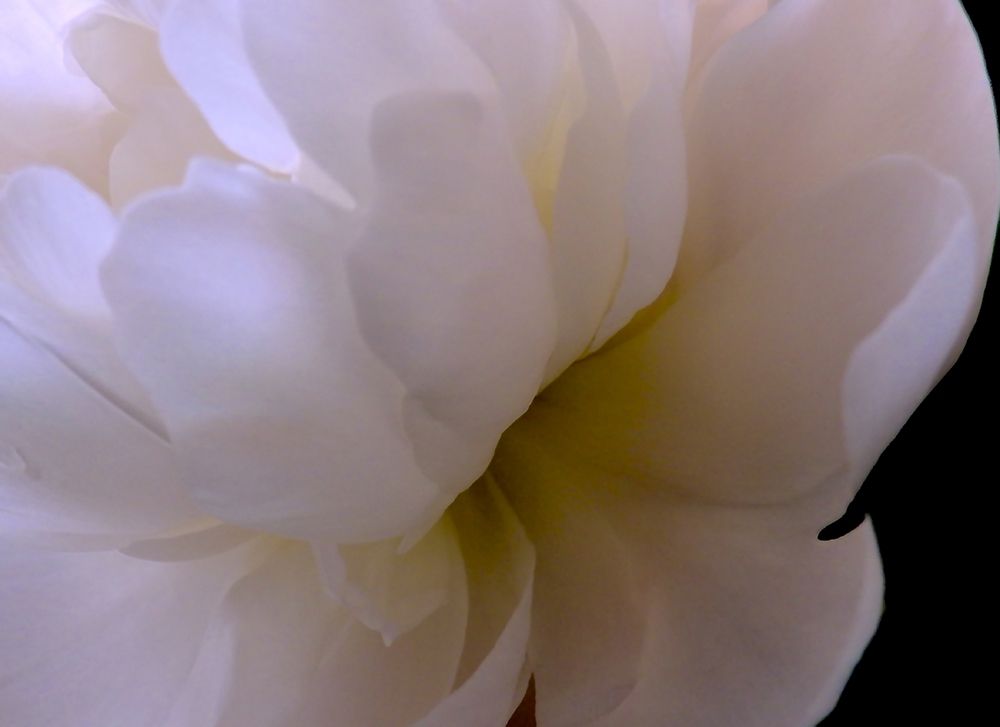 White Peony II art print by Monika Burkhart for $57.95 CAD