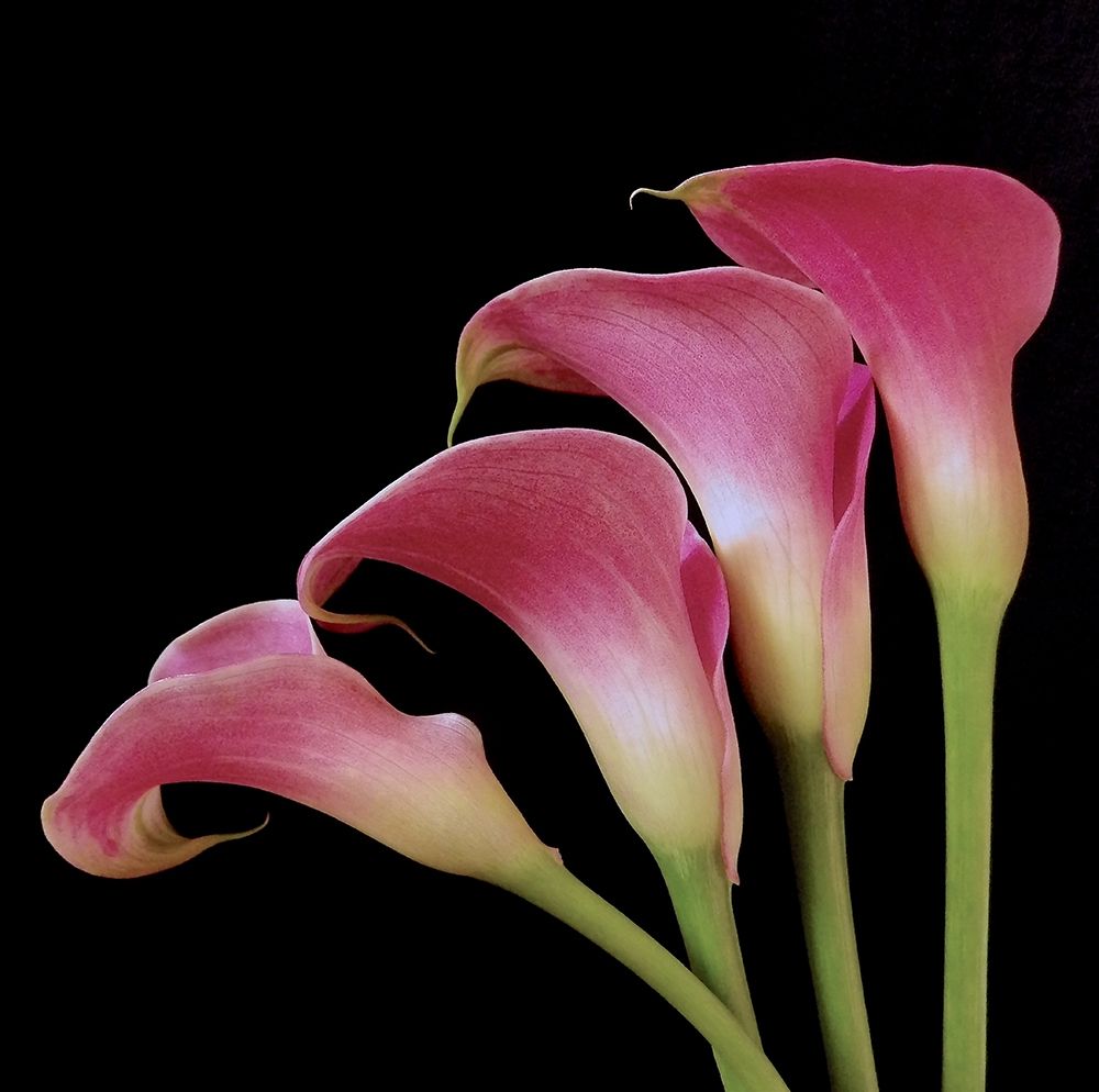 Pink Calla Lilies I art print by Monika Burkhart for $57.95 CAD