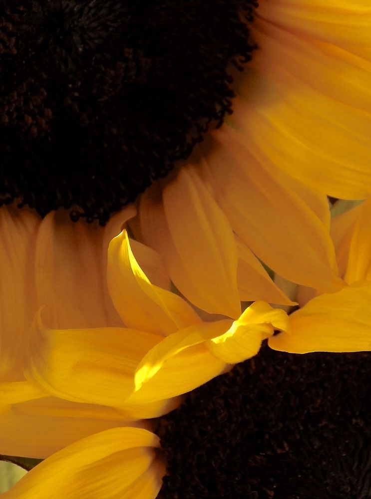 Sunflowers IX art print by Monika Burkhart for $57.95 CAD