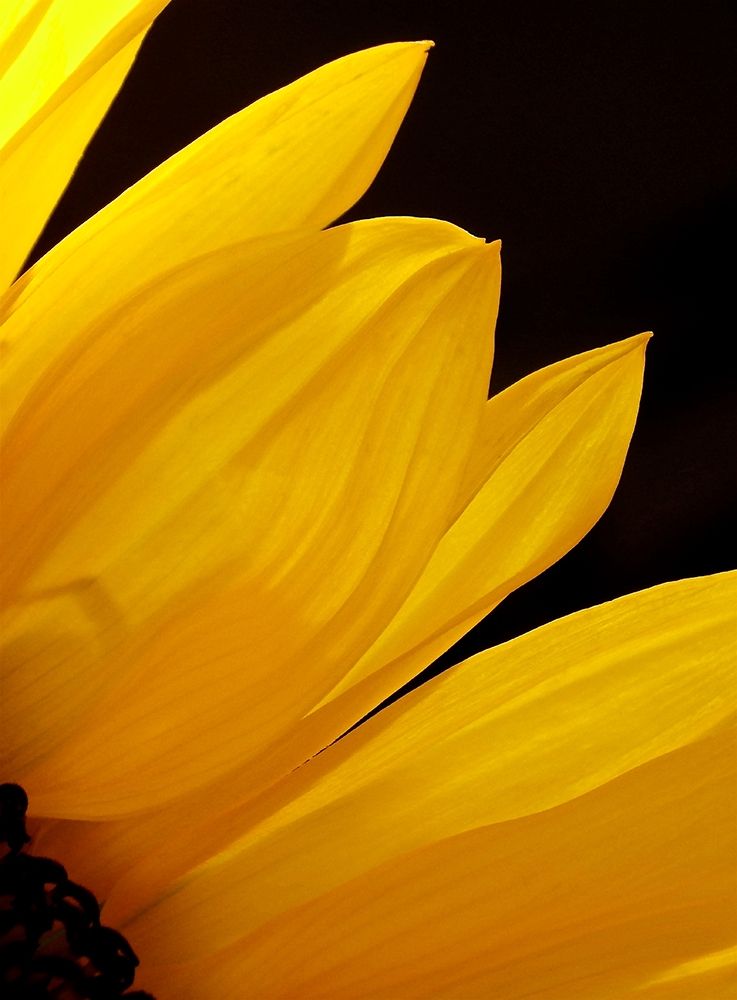 Sunflowers X art print by Monika Burkhart for $57.95 CAD