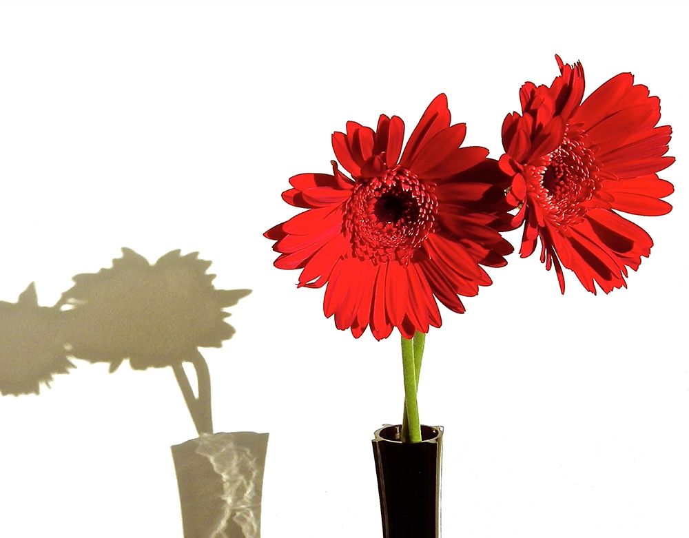 Daisy Shadows art print by Monika Burkhart for $57.95 CAD