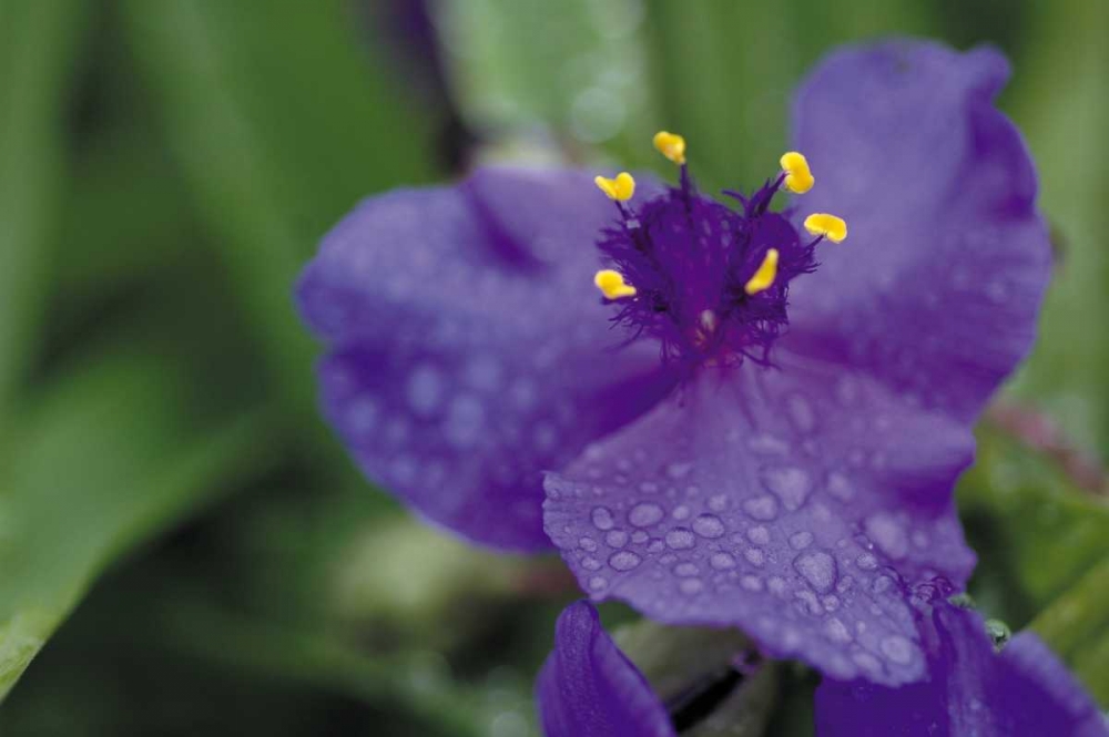 Summer Bloom II art print by Erin Berzel for $57.95 CAD