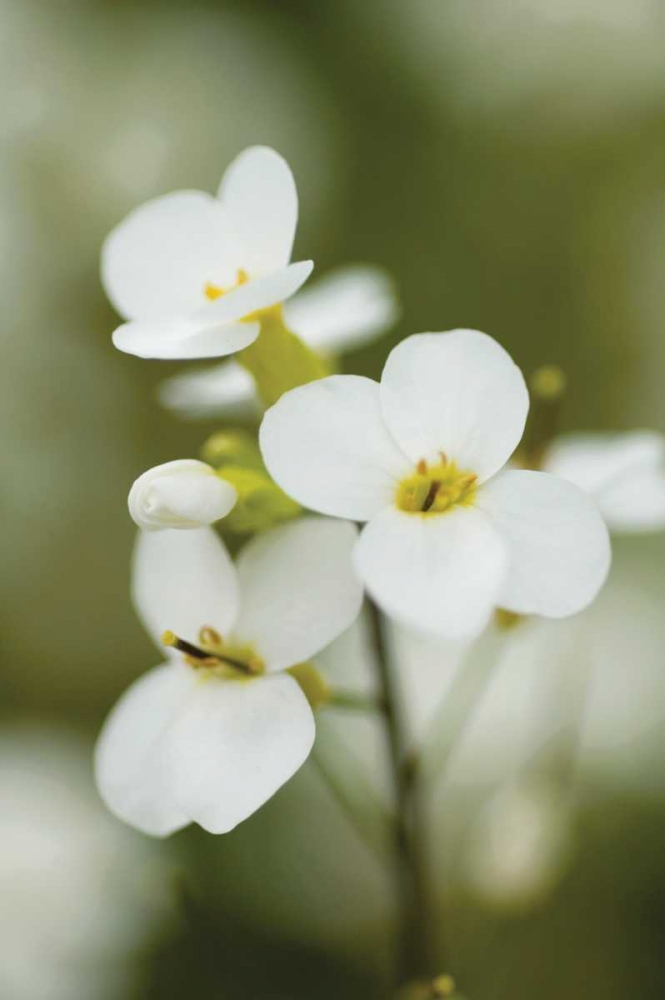 Summer Bloom V art print by Erin Berzel for $57.95 CAD
