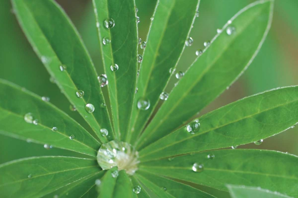 Morning Dew I art print by Erin Berzel for $57.95 CAD