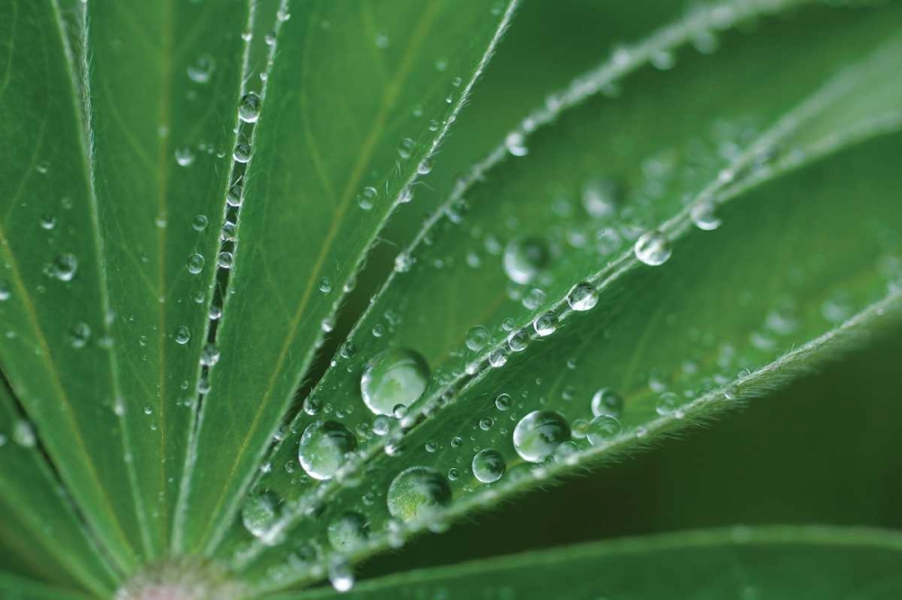 Morning Dew II art print by Erin Berzel for $57.95 CAD