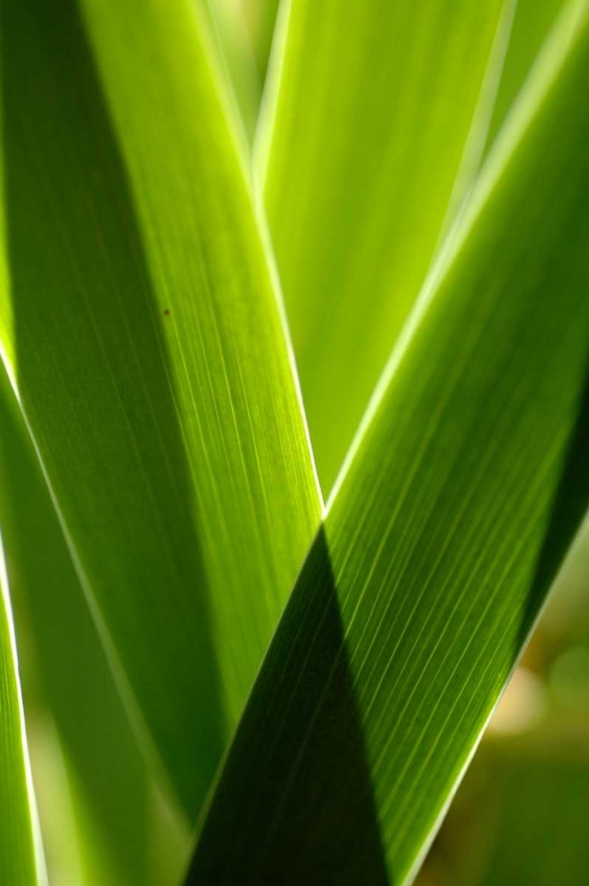Leaves and Light II art print by Erin Berzel for $57.95 CAD
