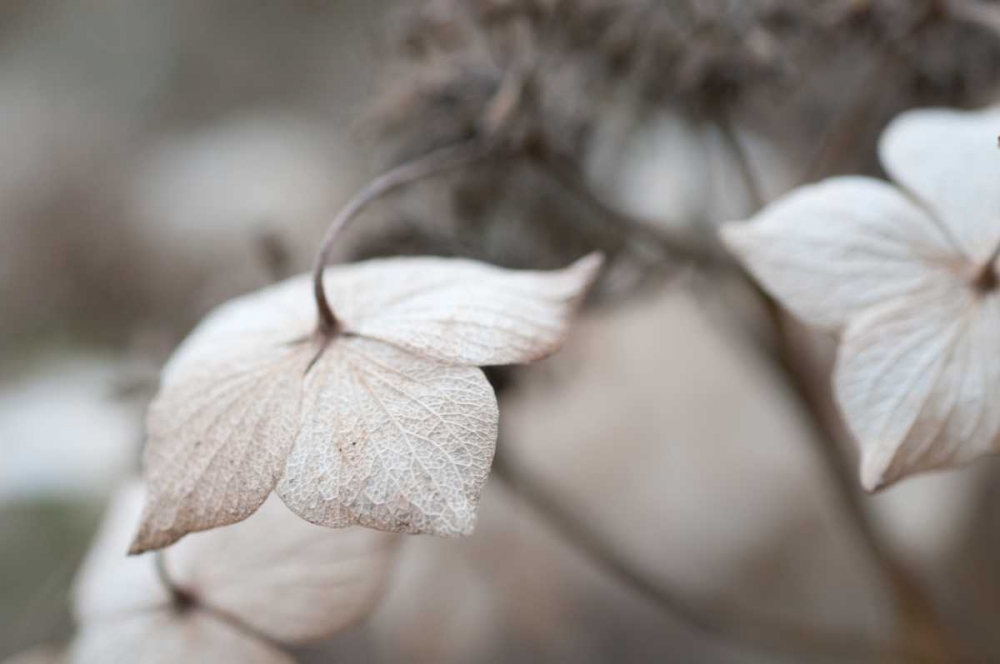 Flower Skeleton I art print by Erin Berzel for $57.95 CAD