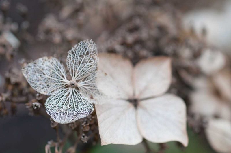 Flower Skeleton VI art print by Erin Berzel for $57.95 CAD