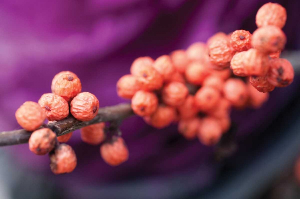 Wild Berries I art print by Erin Berzel for $57.95 CAD
