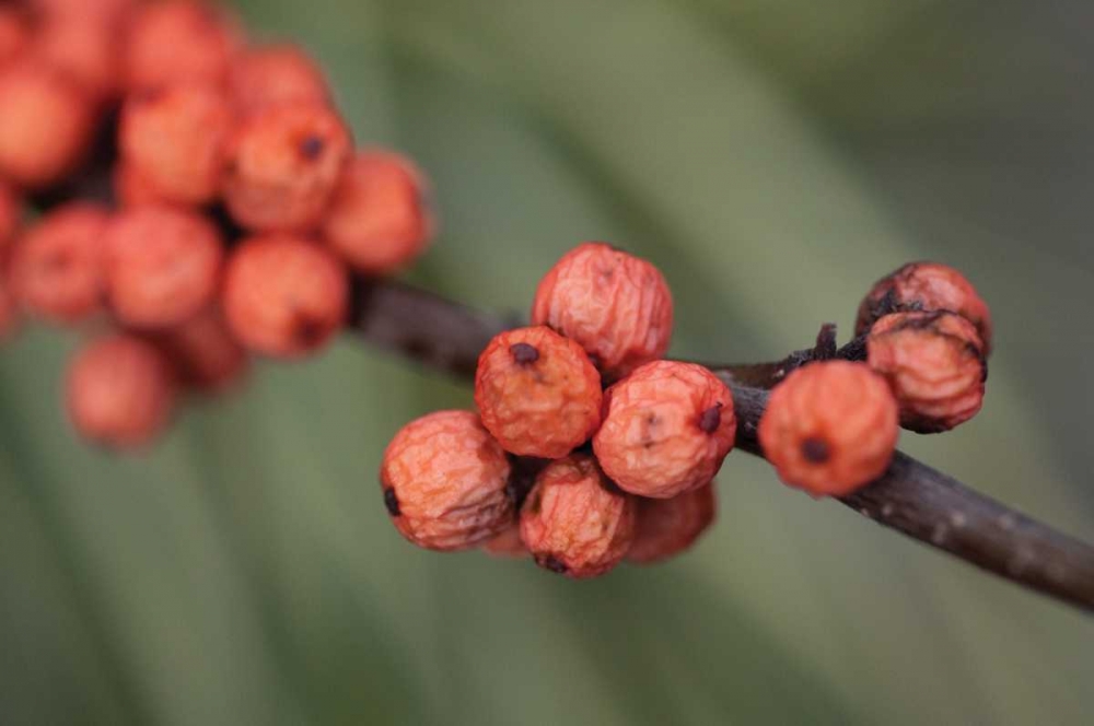Wild Berries II art print by Erin Berzel for $57.95 CAD