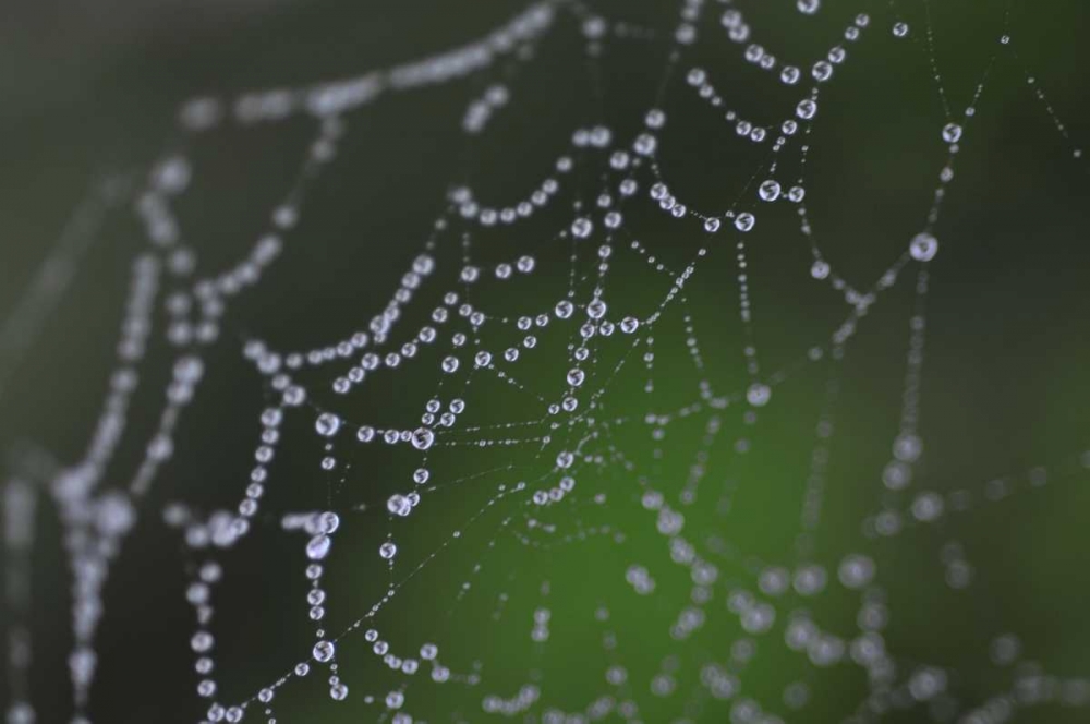Dewy Web I art print by Erin Berzel for $57.95 CAD