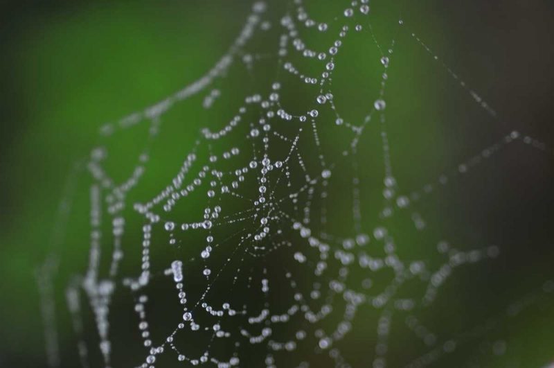 Dewy Web II art print by Erin Berzel for $57.95 CAD