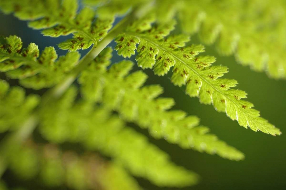 Spring Growth I art print by Erin Berzel for $57.95 CAD