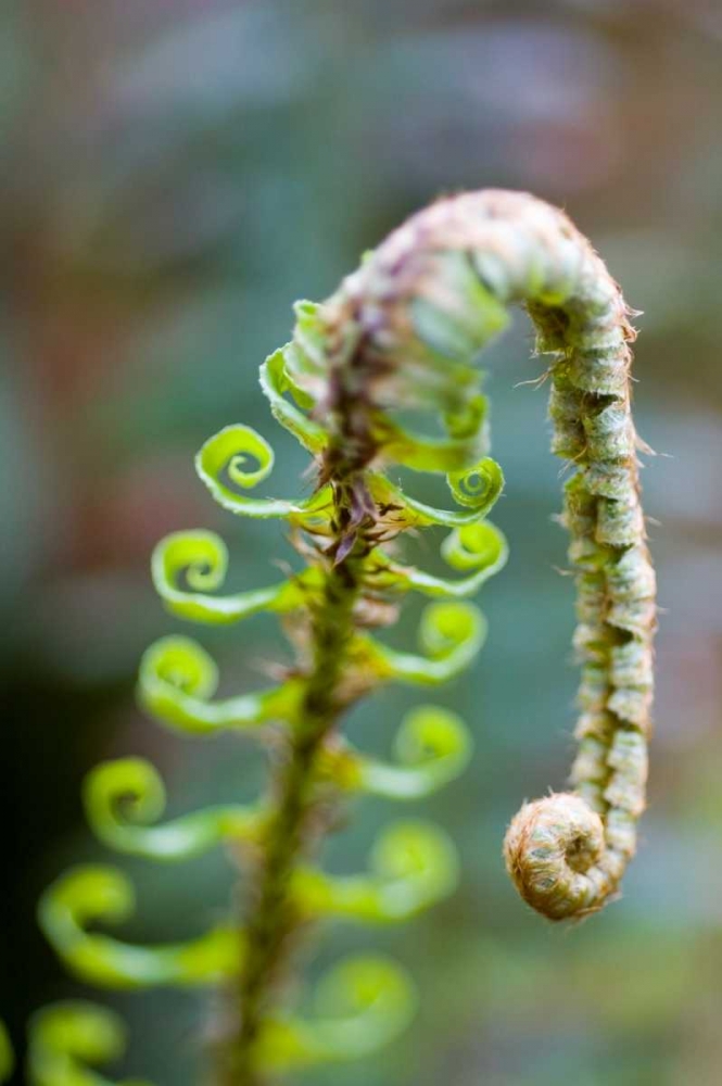 Spring Growth II art print by Erin Berzel for $57.95 CAD