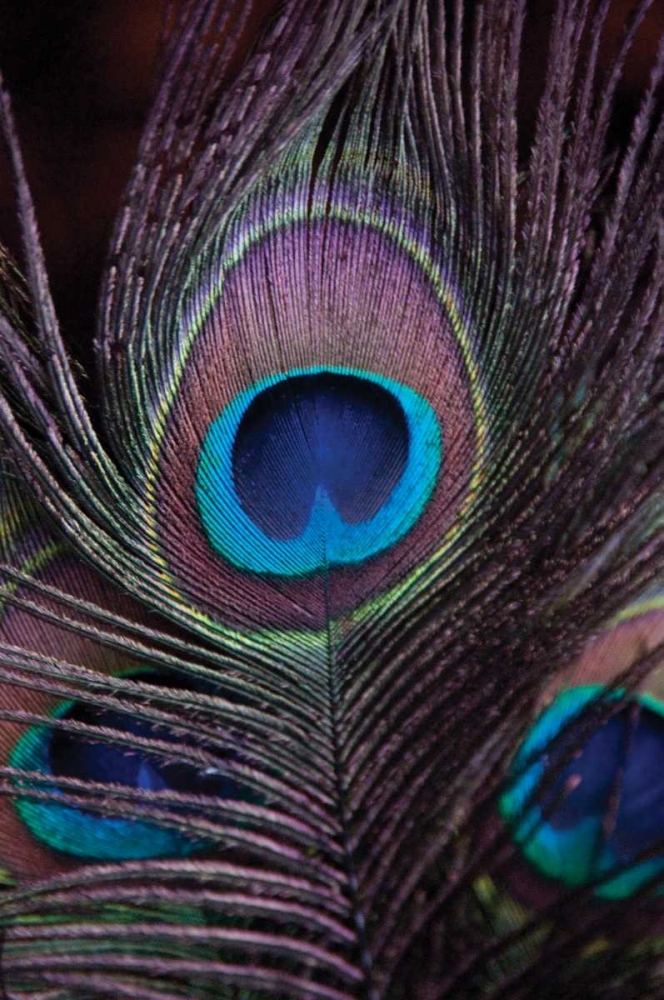 Peacock Feathers II art print by Erin Berzel for $57.95 CAD