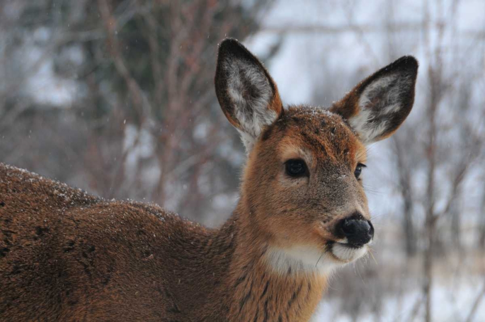 Winter Doe II art print by Erin Berzel for $57.95 CAD