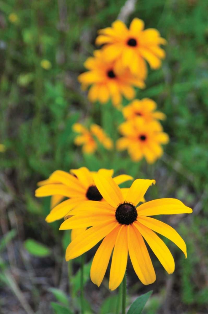 Daisy Trail art print by Erin Berzel for $57.95 CAD