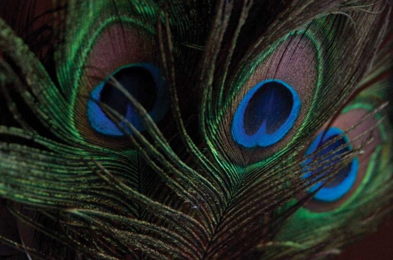 Peacock Feathers I art print by Erin Berzel for $57.95 CAD