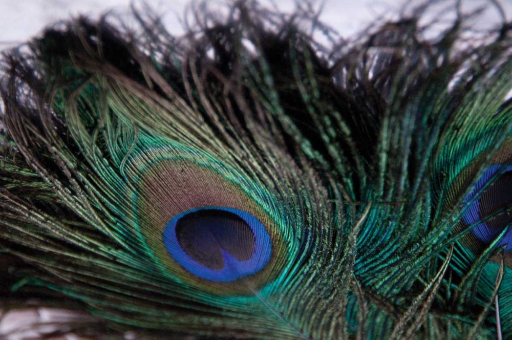 Peacock Feathers II art print by Erin Berzel for $57.95 CAD