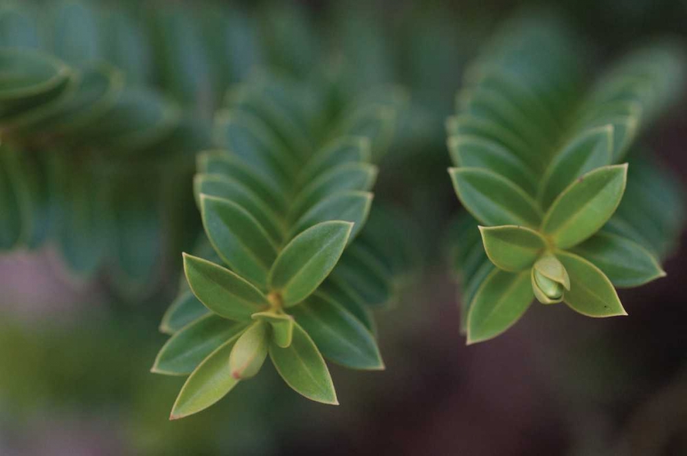 Green Leaves I art print by Erin Berzel for $57.95 CAD