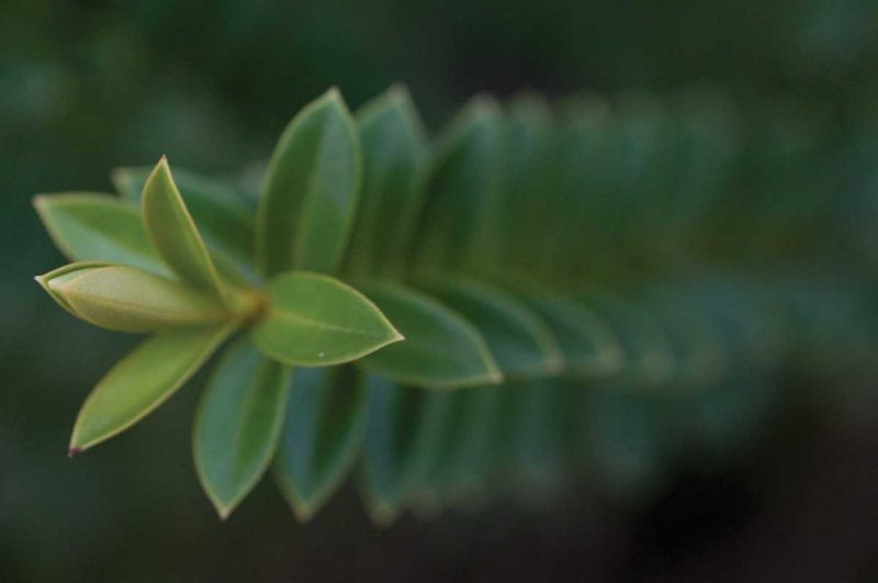 Green Leaves II art print by Erin Berzel for $57.95 CAD