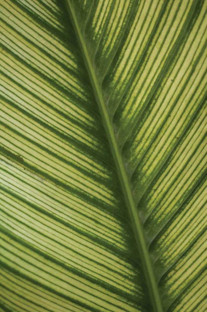 Leaf Detail I art print by Erin Berzel for $57.95 CAD
