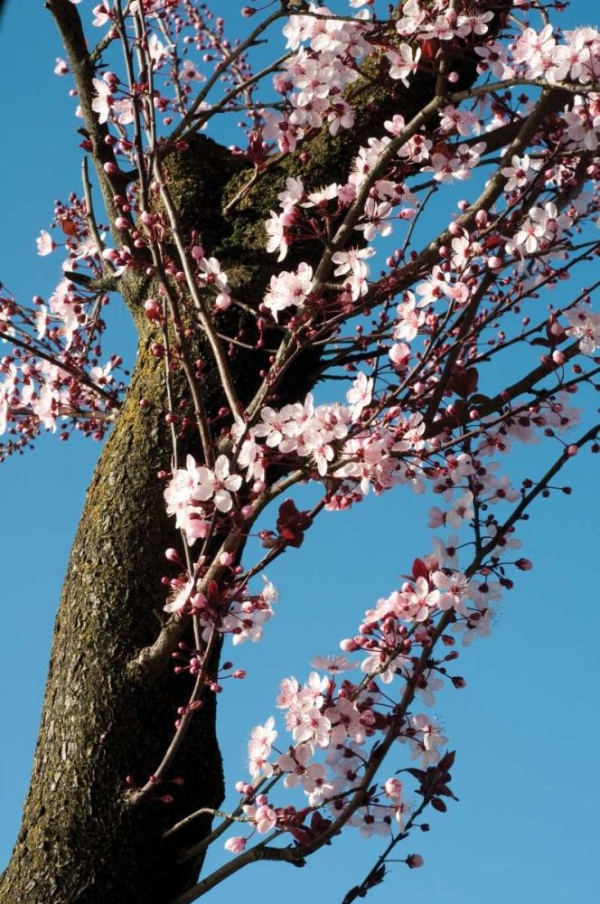 Cherry Blossom III art print by Erin Berzel for $57.95 CAD