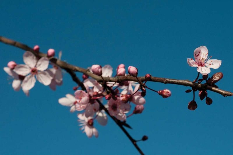 Cherry Blossom IV art print by Erin Berzel for $57.95 CAD