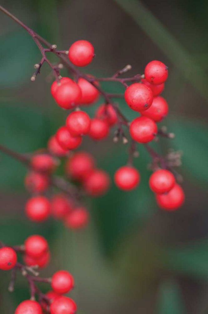 Red Berries II art print by Erin Berzel for $57.95 CAD