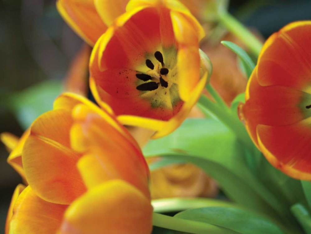 Orange Tulips I art print by Erin Berzel for $57.95 CAD