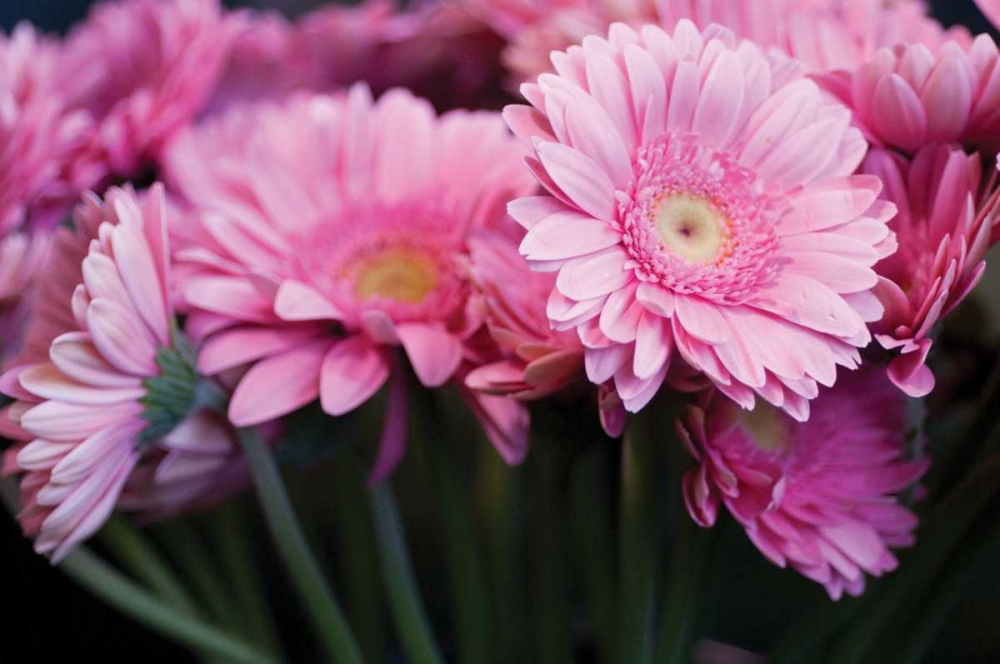 Pink Gerbera Daisies II art print by Erin Berzel for $57.95 CAD