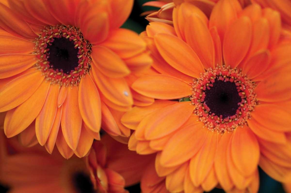 Orange Gerbera Daisies art print by Erin Berzel for $57.95 CAD