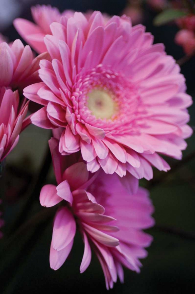 Pink Gerbera Daisies IV art print by Erin Berzel for $57.95 CAD