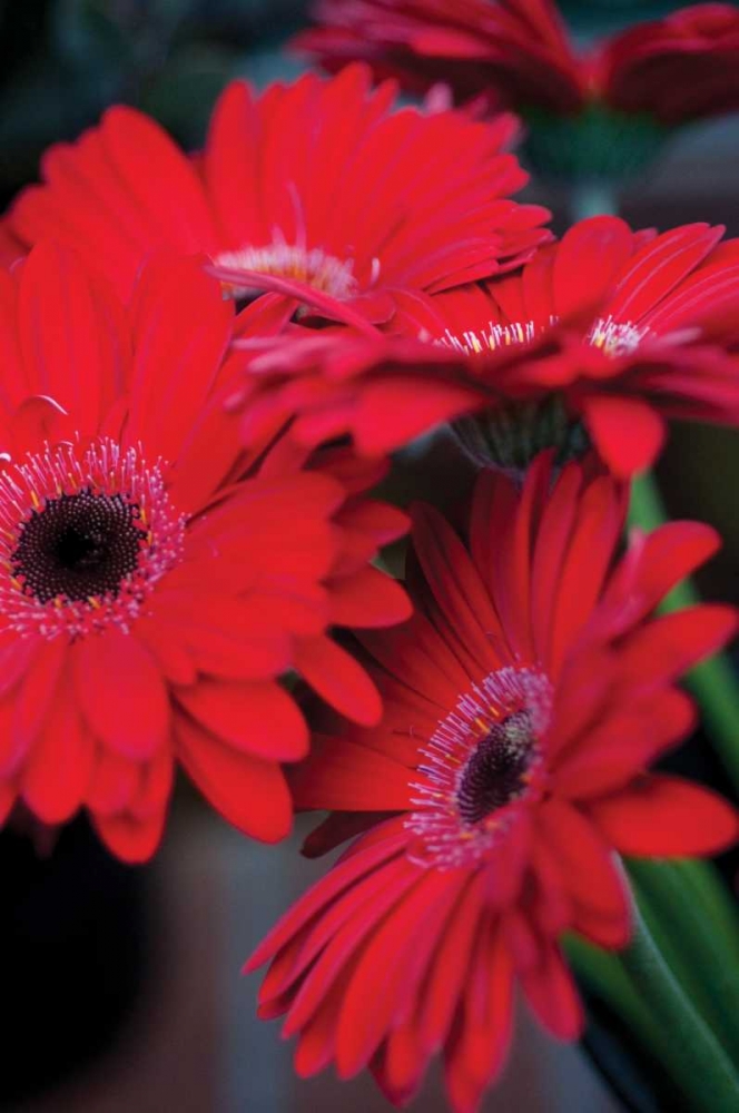 Red Gerbera Daisies I art print by Erin Berzel for $57.95 CAD