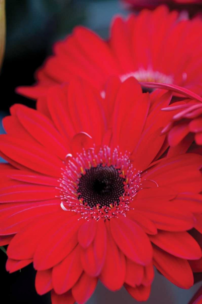 Red Gerbera Daisies II art print by Erin Berzel for $57.95 CAD