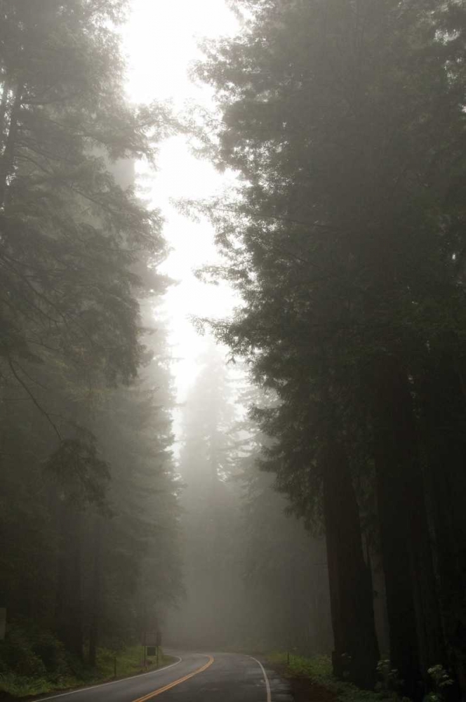 Redwood Highway II art print by Erin Berzel for $57.95 CAD