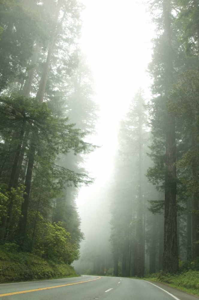Redwood Highway I art print by Erin Berzel for $57.95 CAD