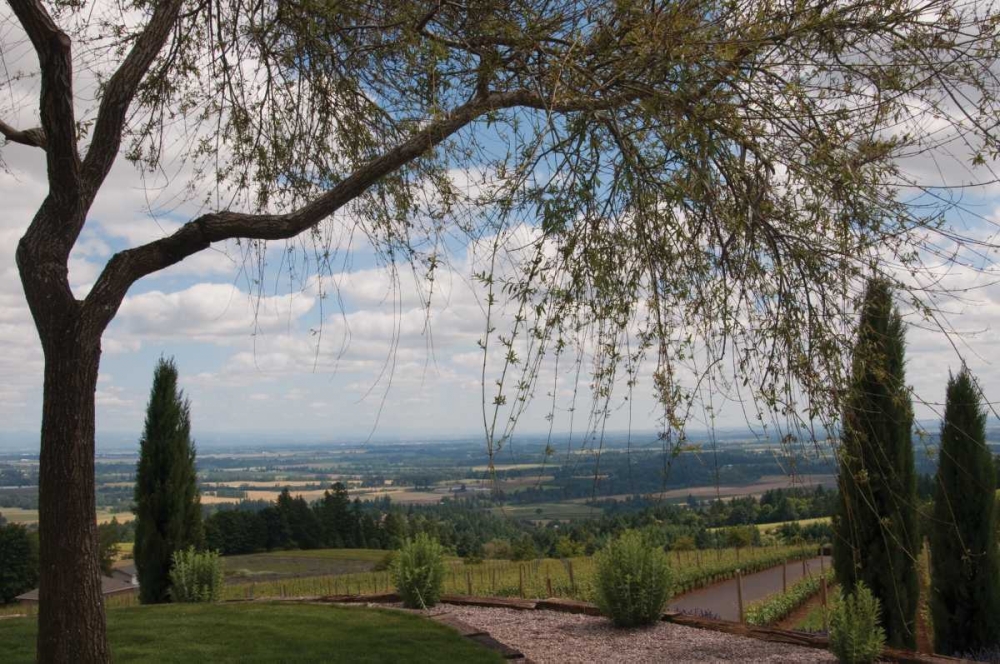 Vineyard Vista art print by Erin Berzel for $57.95 CAD
