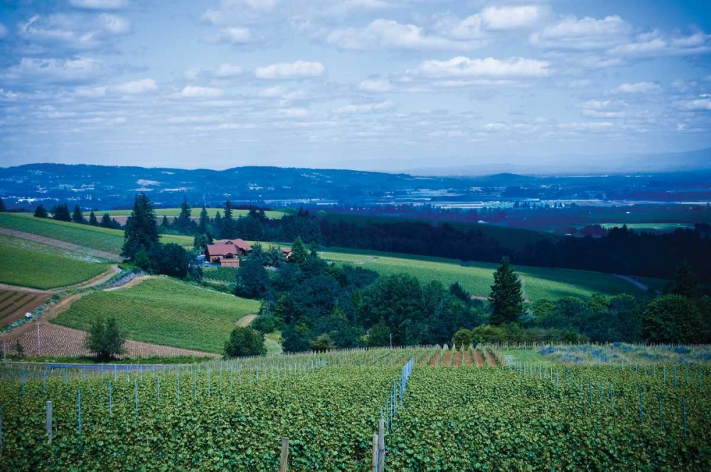 Oregon Wine Country art print by Erin Berzel for $57.95 CAD