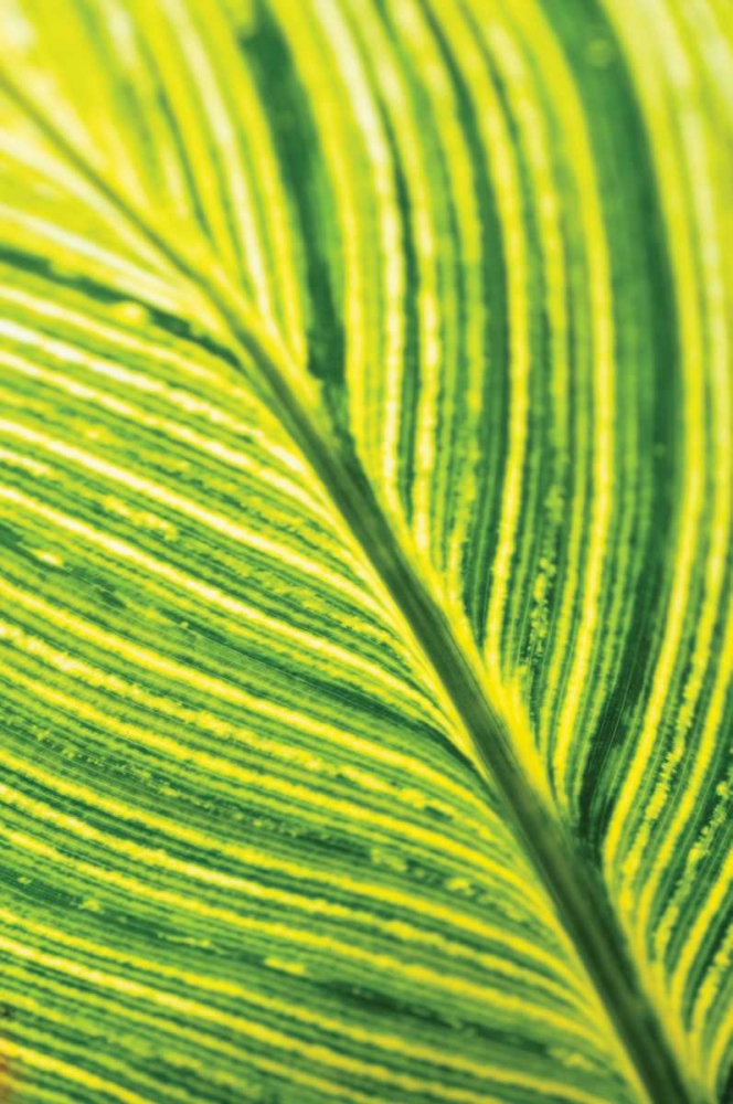 Leaf Detail III art print by Erin Berzel for $57.95 CAD