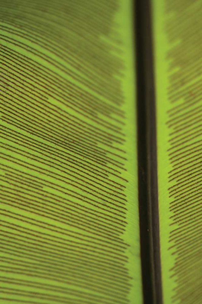 Leaf Detail IV art print by Erin Berzel for $57.95 CAD