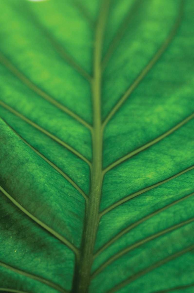 Leaf Detail V art print by Erin Berzel for $57.95 CAD