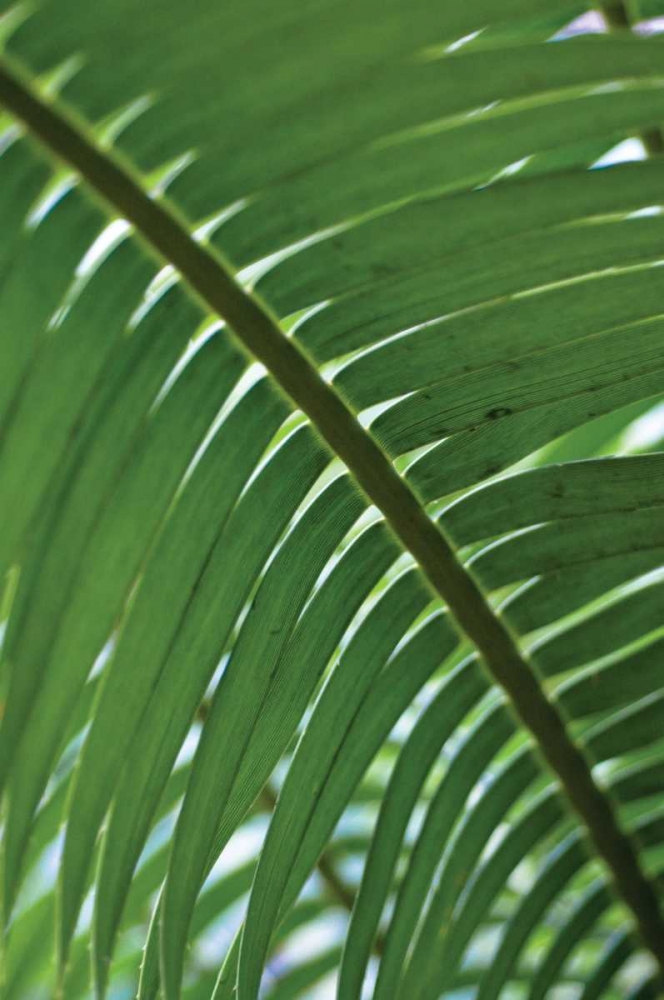 Leaf Detail VI art print by Erin Berzel for $57.95 CAD